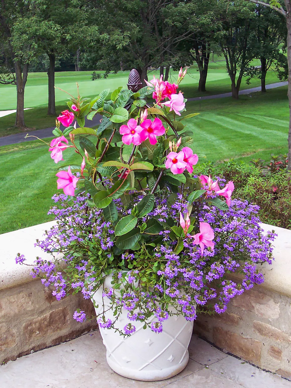 White planter with pink mandevilla and purple trailing annuals near a lawn and garden bed